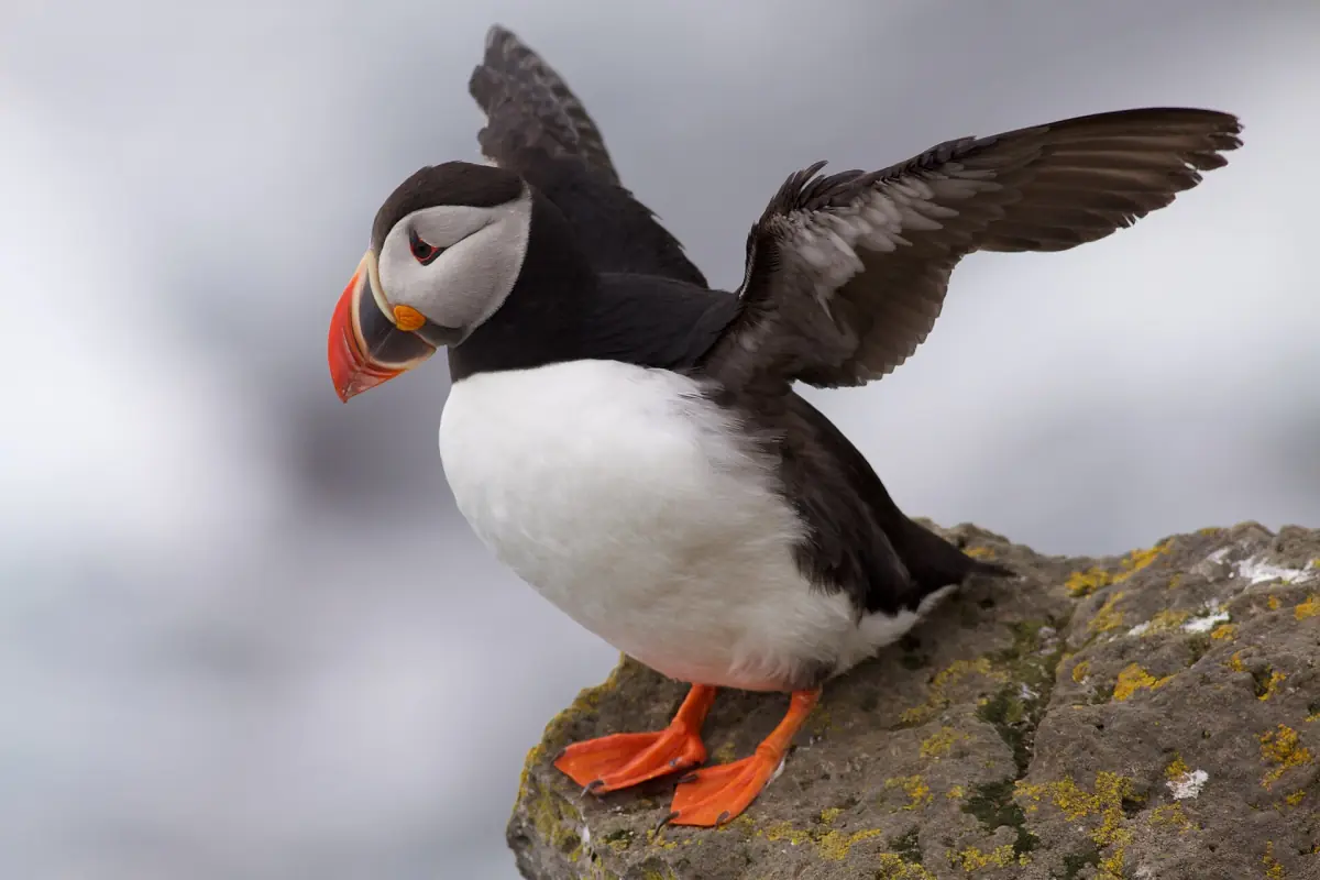 A puffin on a rock at Látrabjarg