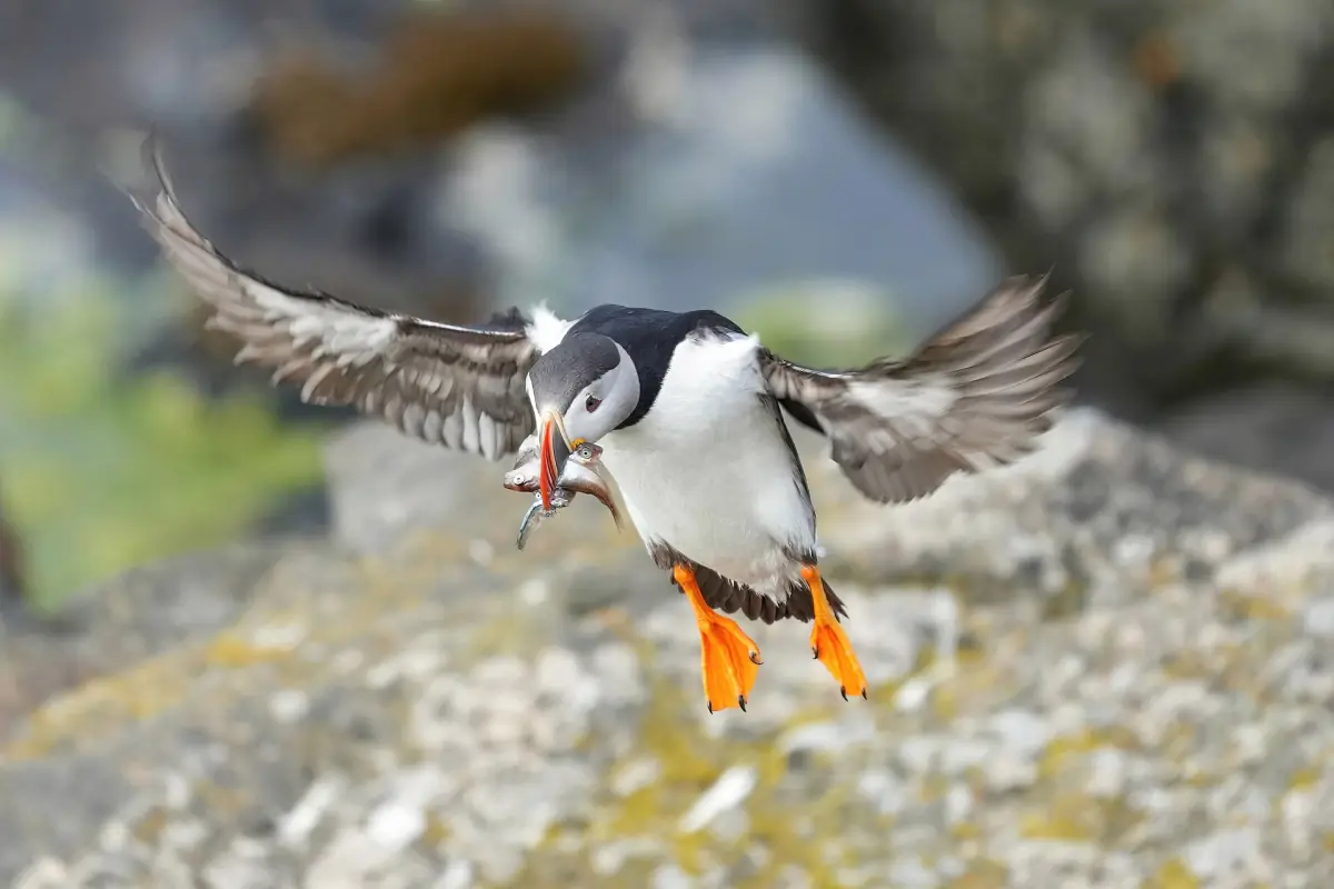 A puffin in flight with fish in its beak