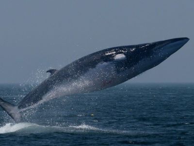 fin whale in iceland