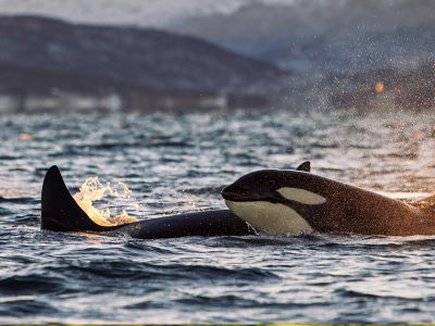 orcas in iceland