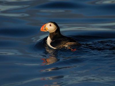 spotted atlantic puffins during whale watching in iceland