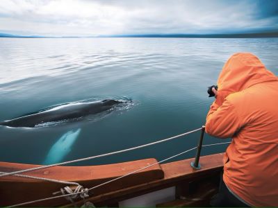 tips for watching whale watching in iceland