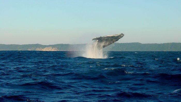 whale watching in iceland