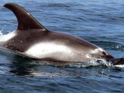 white beaked dolphin in iceland