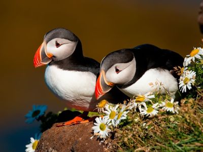best time to see puffins in iceland best time to see puffins in iceland