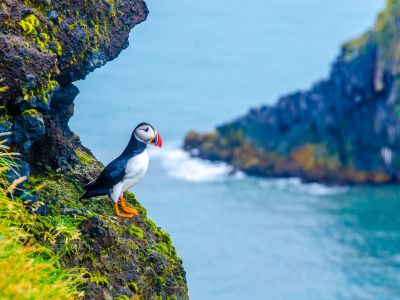 puffin sitting on the cliff in iceland puffin sitting on the cliff in iceland