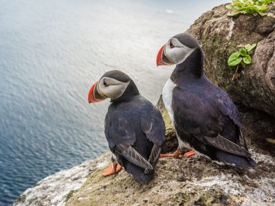 puffins are devotted partners puffins are devotted partners