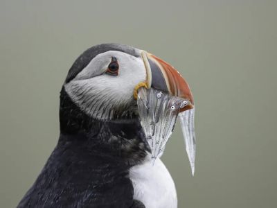 puffins can carry multiple fishes puffins can carry multiple fishes