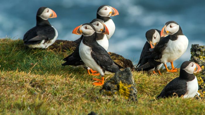 puffins in iceland